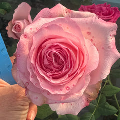 A close-up of a pink rose bloom with water droplets on the petals, held by a hand, with other roses and green leaves in the background.