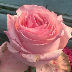 CashmereRose