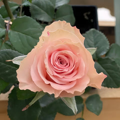 CashmereRose
