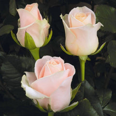 CashmereRose