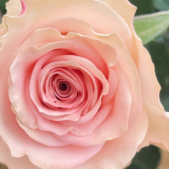 CashmereRose