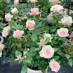 CashmereRose