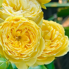 Catalina Rose Plant: Vibrant Blooms for Every Garden