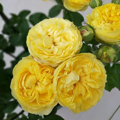 Catalina Rose Plant: Vibrant Blooms for Every Garden