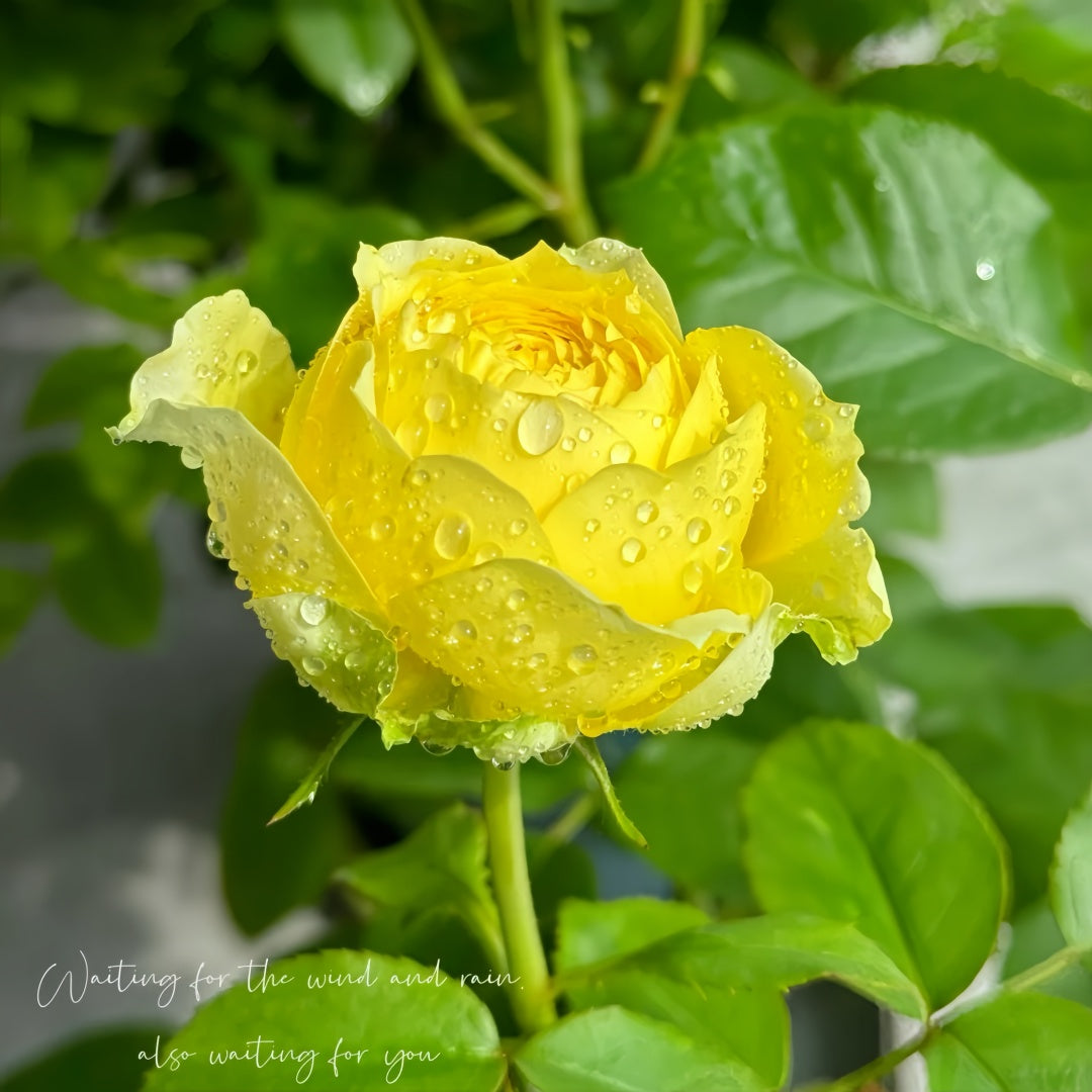 catalina self watering plant Catalina Rose Plant: Heat-Resistant Tri-Color – Rose_Explosion