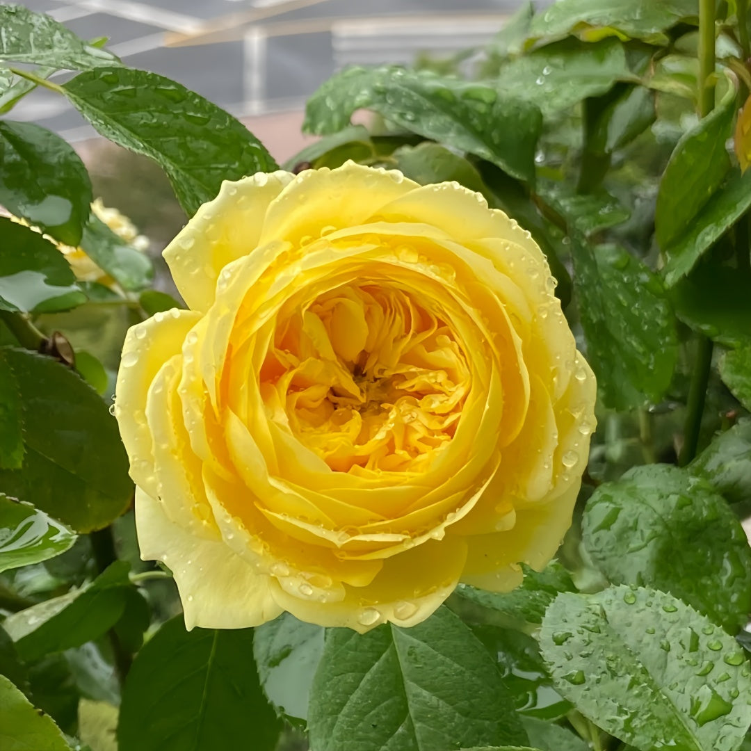 catalina self watering plant Catalina Rose Plant: Heat-Resistant Tri-Color – Rose_Explosion