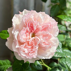 Cecil de Volages Rose Plant: Elegance for Your Garden