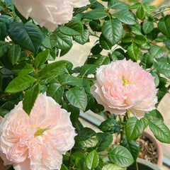 Cecil de Volages Rose Plant: Elegance for Your Garden