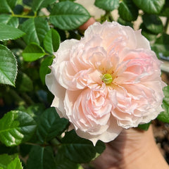 Cecil de Volages Rose Plant: Elegance for Your Garden