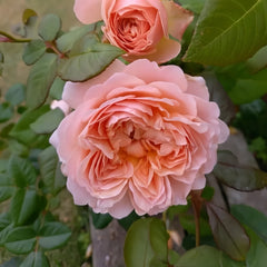 Celebretini Rose Plant|蒂尼