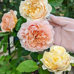 Celebretini Rose Plant|蒂尼
