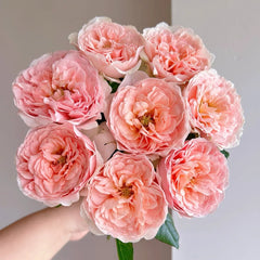 Celebretini Rose Plant|蒂尼