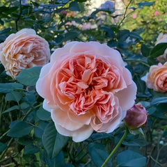 Celebretini Rose Plant|蒂尼