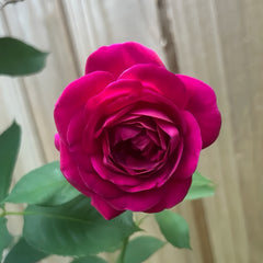 Celestial Night Rose Plant|苍穹夜晚/天国之夜