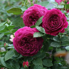 Celestial Night Rose Plant|苍穹夜晚/天国之夜