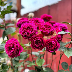 Celestial Night Rose Plant|苍穹夜晚/天国之夜