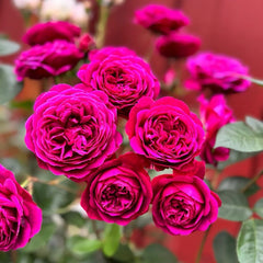 Celestial Night Rose Plant|苍穹夜晚/天国之夜