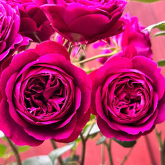 Celestial Night Rose Plant|苍穹夜晚/天国之夜