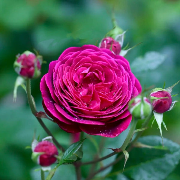 Celestial Night Rose Plant|苍穹夜晚/天国之夜