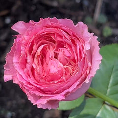 Cepheus Rose