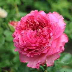 Cepheus Rose