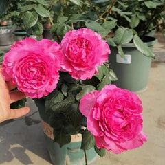 Cepheus Rose