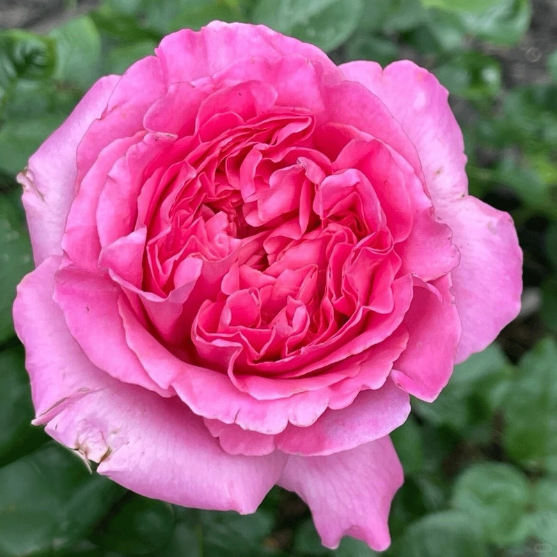 Cepheus Rose