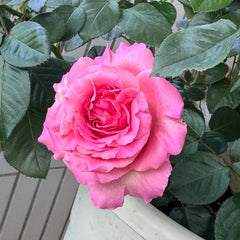 Cepheus Rose
