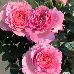 Cepheus Rose
