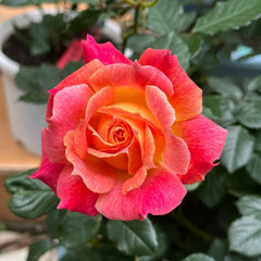 Chaleur Rose Plant