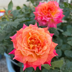 Chaleur Rose Plant