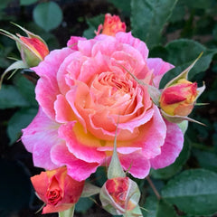 Chaleur Rose Plant