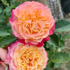 Chaleur Rose Plant