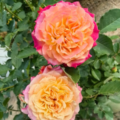 Chaleur Rose Plant