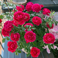 Chameleon Juicy Terrazza Miniature Roses - Colorful & Easy-Care