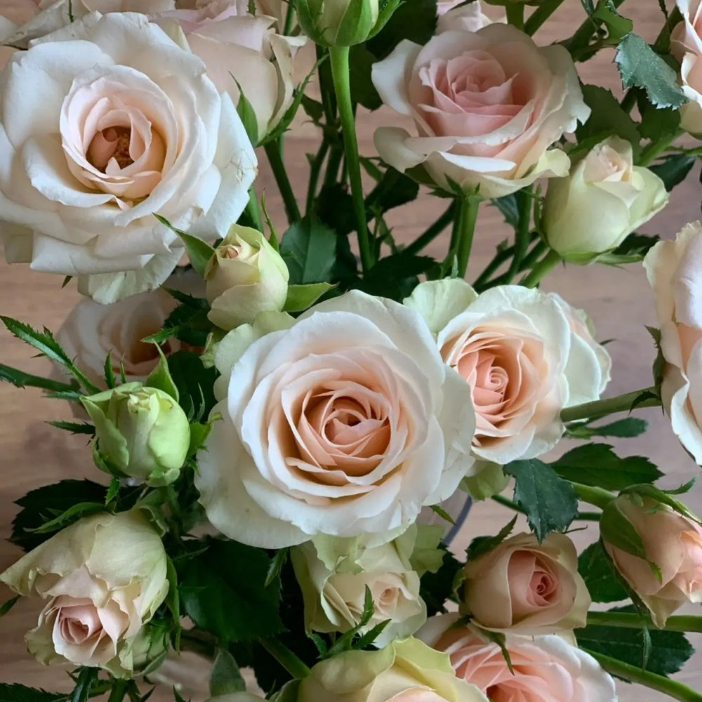 Champange Color Roses Champagne Rose Plant|多头香槟 – Rose_Explosion