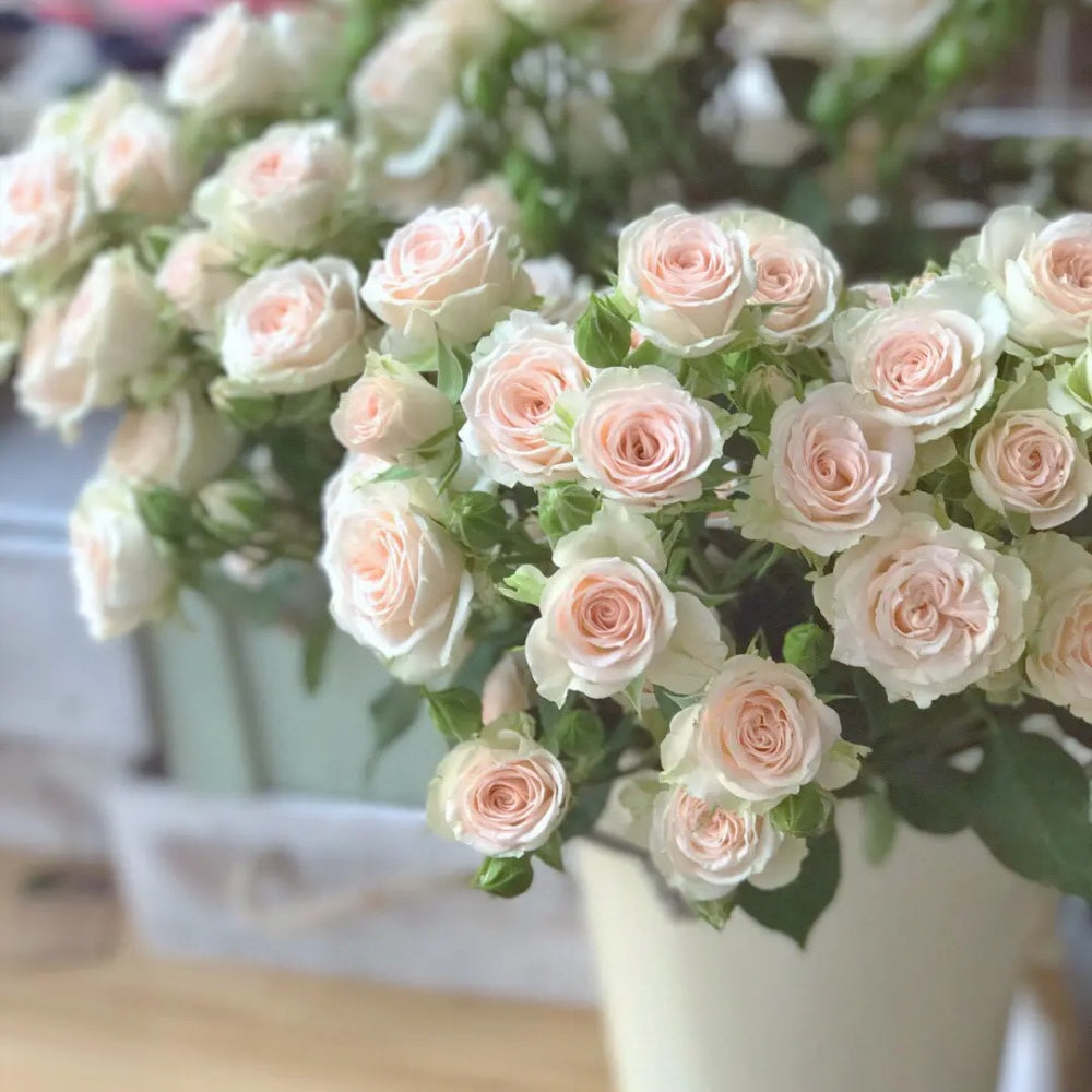 Champange Color Roses Champagne Rose Plant|多头香槟 – Rose_Explosion