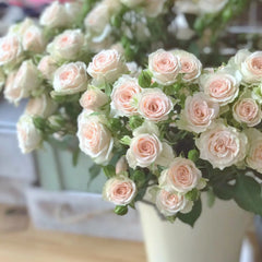 Champagne Rose Plant