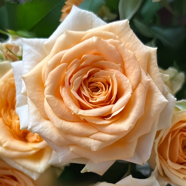 Rococco Roses Champagne Rokoko Rose Plant|香槟洛可可 – Rose_Explosion