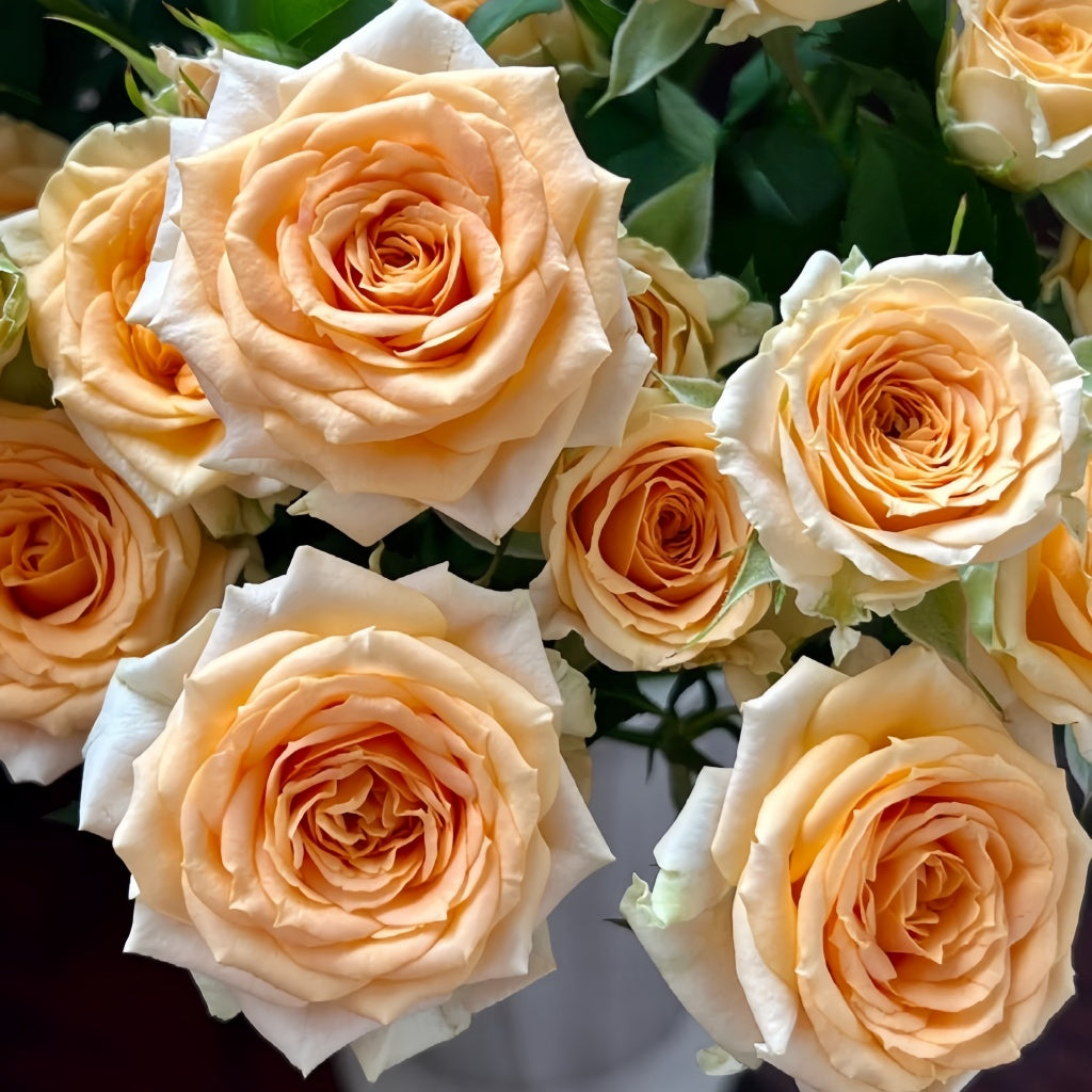 Rococco Roses Champagne Rokoko Rose Plant|香槟洛可可 – Rose_Explosion