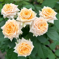 Champagne Rokoko Rose Plant