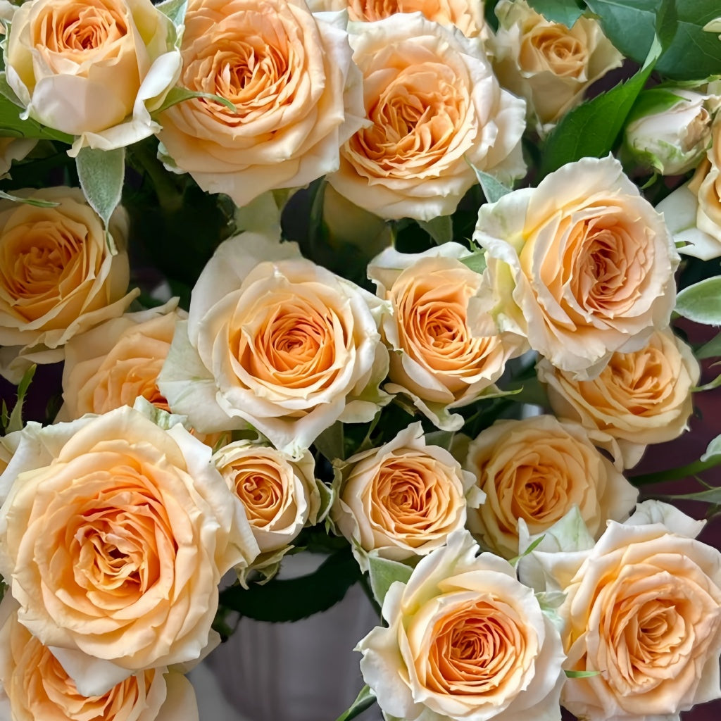 Rococco Roses Champagne Rokoko Rose Plant|香槟洛可可 – Rose_Explosion