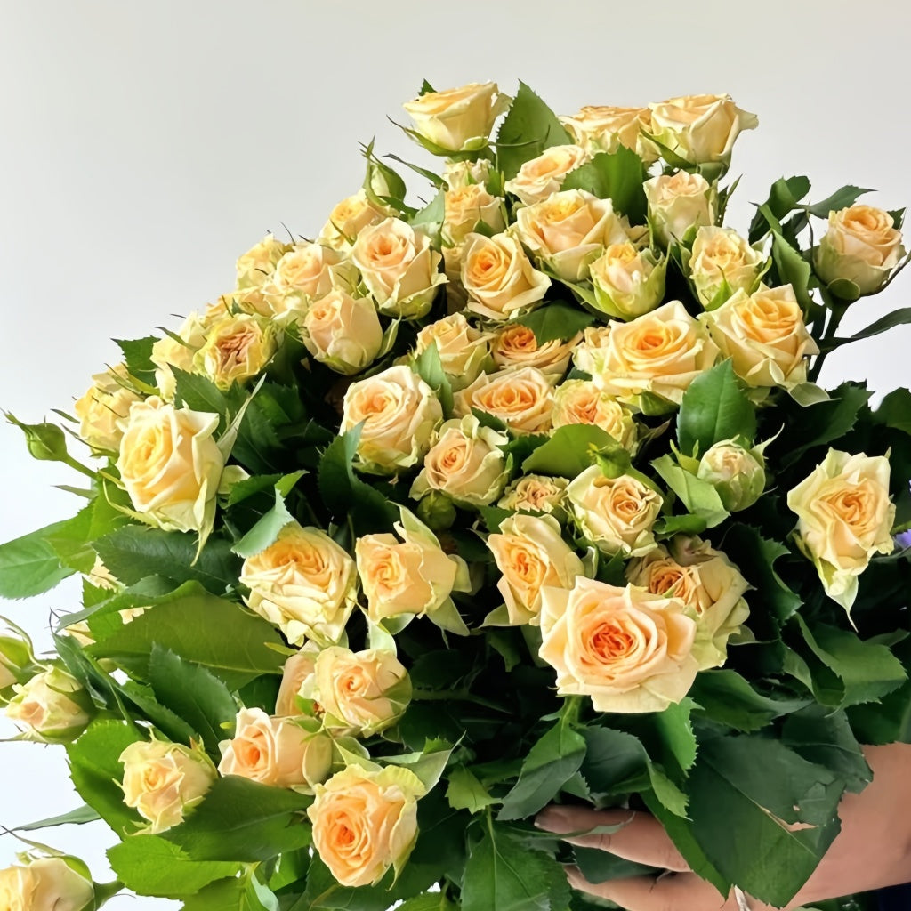 Rococco Roses Champagne Rokoko Rose Plant|香槟洛可可 – Rose_Explosion