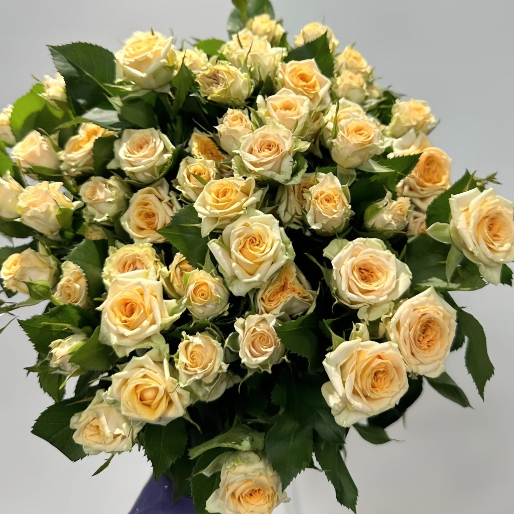 Rococco Roses Champagne Rokoko Rose Plant|香槟洛可可 – Rose_Explosion