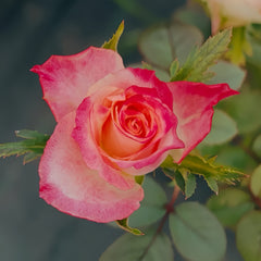 Chapeau Rose Plant