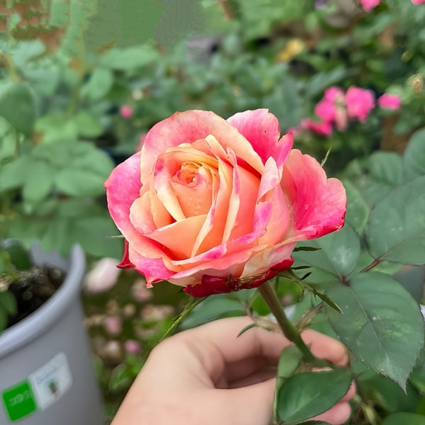 Moab Rose: Desert-Inspired Brown-Cream Rose | Rosaprima® – Rose_Explosion