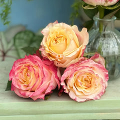 Chapeau Rose Plant
