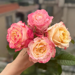 Chapeau Rose Plant