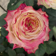 Chapeau Rose Plant