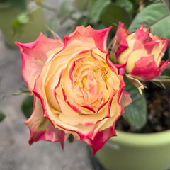 Chapeau Rose Plant